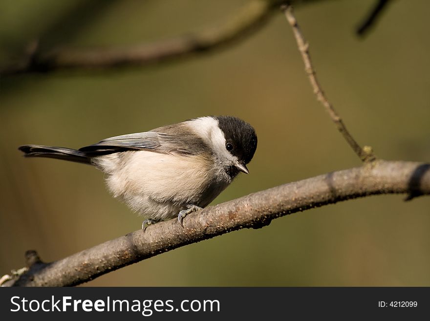 Willow tit
Canon 400D + 400mm 5.6L