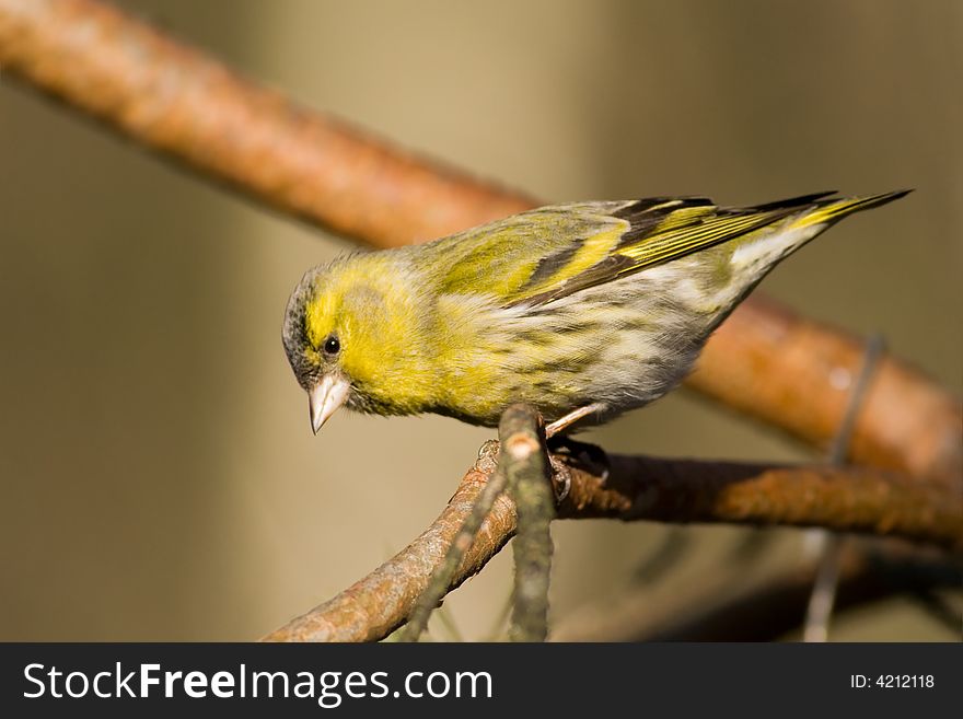 Siskin (Carduelis Spinus)