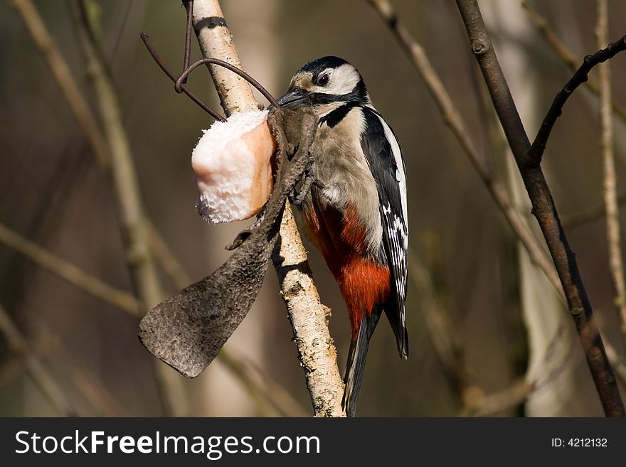 Greater spotted woodpecker in forest