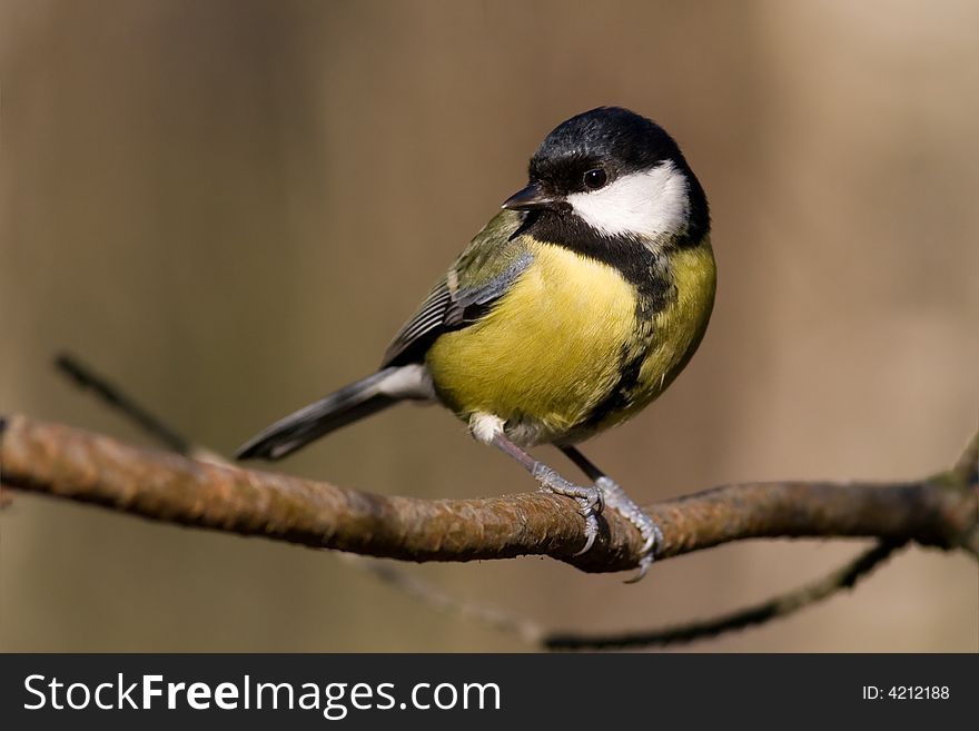 Great Tit (aka Parus Major)