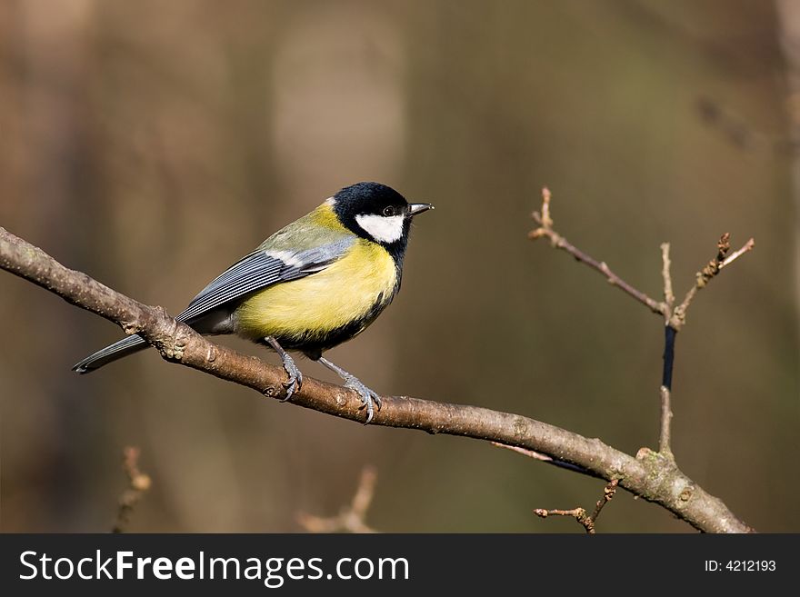 Great tit (aka parus major)
Canon 400D + 400mm 5.6L