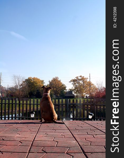 Pit bull sitting on patio with back turned to camera. Pit bull sitting on patio with back turned to camera.