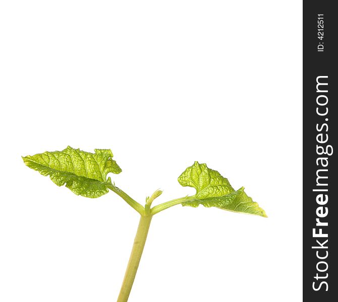 Close up of a bean seedling isolated against white. Close up of a bean seedling isolated against white