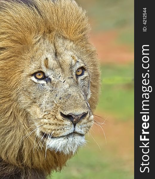 A close up of a very angry Male lion. A close up of a very angry Male lion