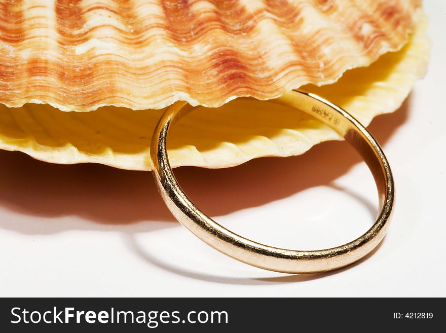 Beautiful Seashell Isolated On White Background