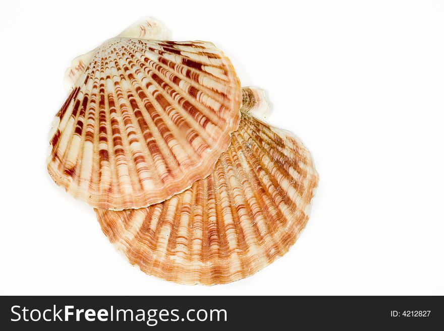 Beautiful Seashell isolated on white background.