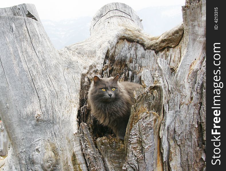 Cat with brght yellow eyes on a tree