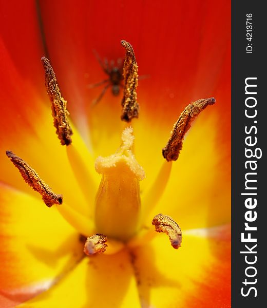 A Blooming tulip with a little spider in it. A Blooming tulip with a little spider in it