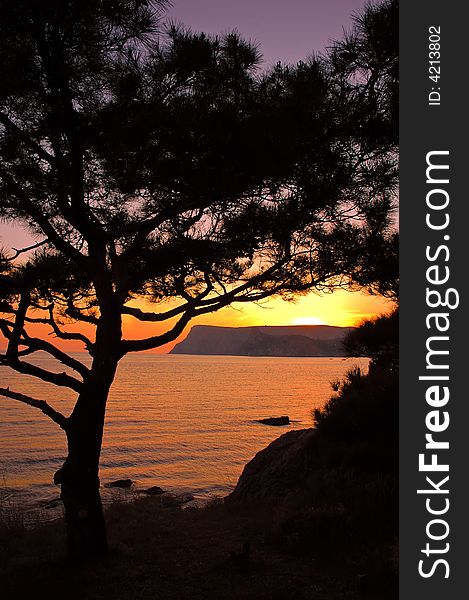 Pine tree against sea sunset and mountains in Balaclava, Ukraine