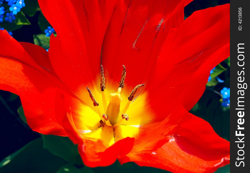 Bright vivid red tulip in the sun. Bright vivid red tulip in the sun