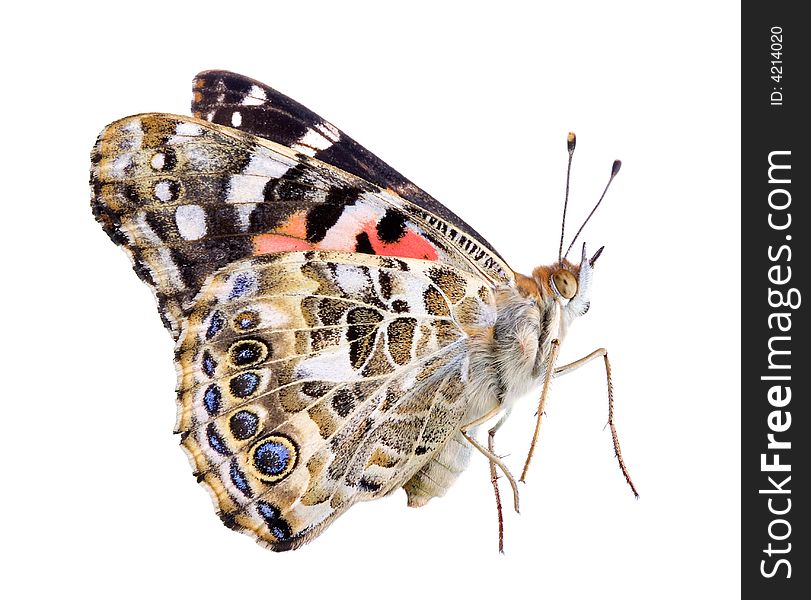 A painted lady butterfly is flying to a landing on a white background. A painted lady butterfly is flying to a landing on a white background.