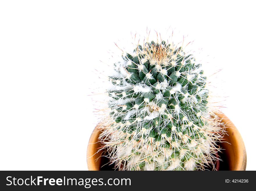 Green cactus isolated on the white background