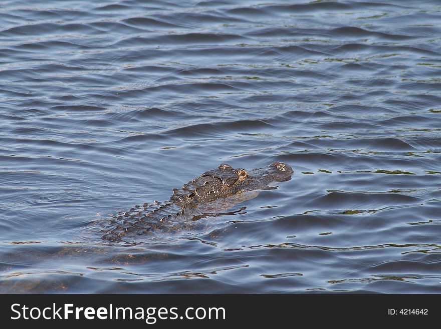 Florida Aligator in Myakka State Park, Sarasota, FL. Florida Aligator in Myakka State Park, Sarasota, FL