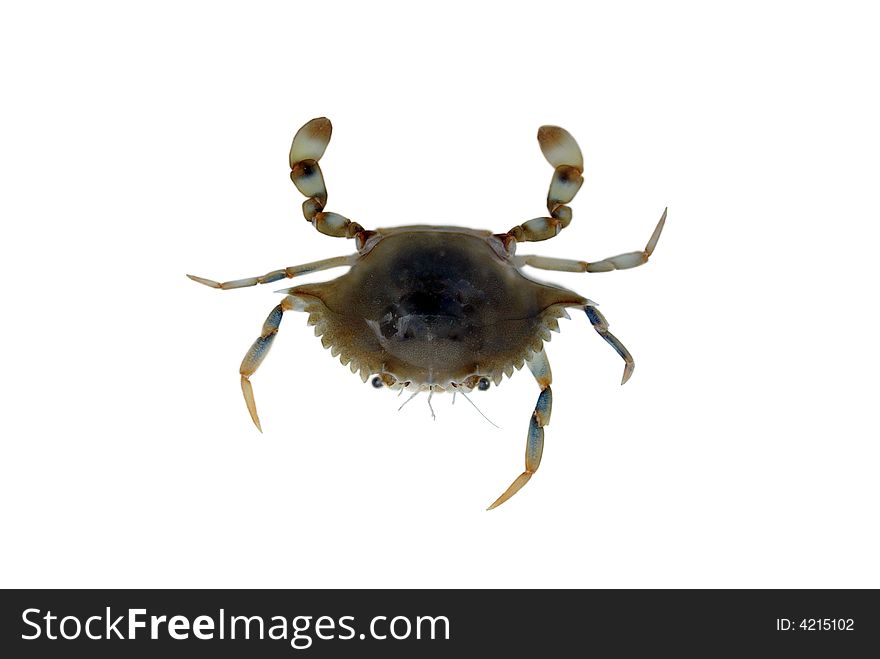 Isolated little crab used for bait to catch fish. Isolated little crab used for bait to catch fish