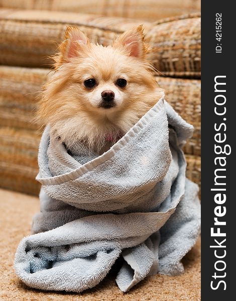 Cute Pomeranian puppy wrapped in a blue terry towel. Cute Pomeranian puppy wrapped in a blue terry towel.