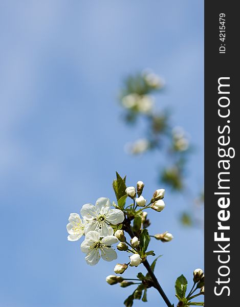 The flower of a sour cherry tree in its most beautiful state. The flower of a sour cherry tree in its most beautiful state