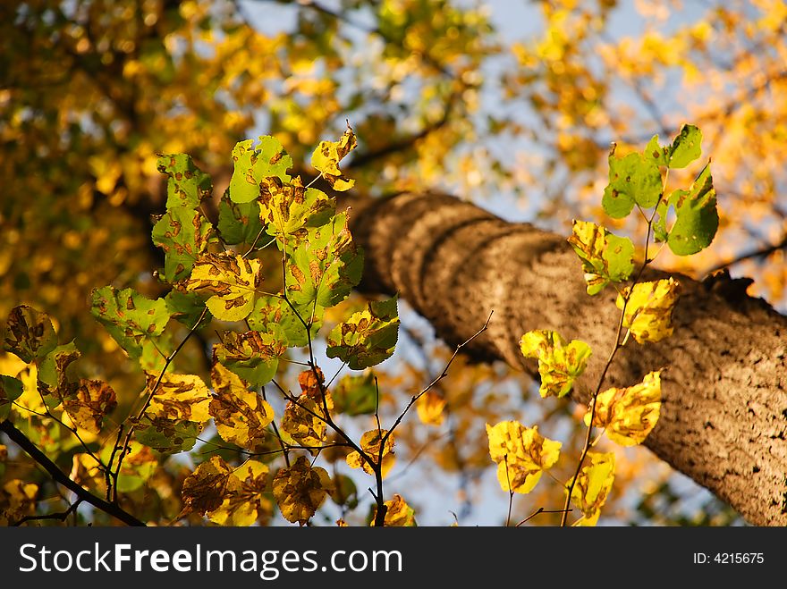 Bright golden autumn in the park