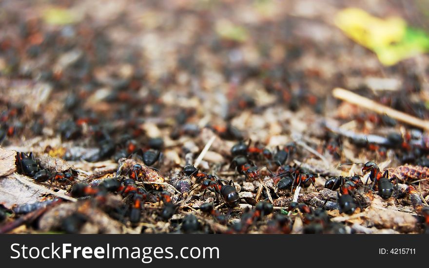Ants in the anthill of close-up