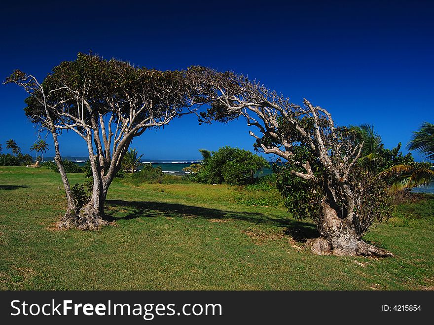 Linked trees shaped by the wind