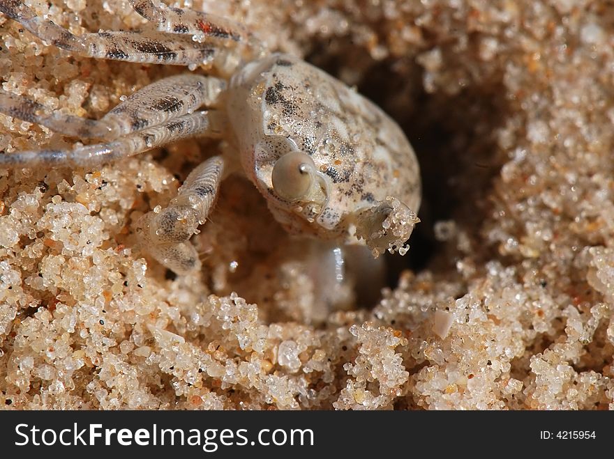 Small crab is looking out from his hole on the beach