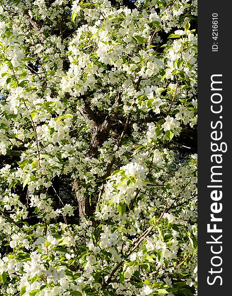 Apple tree blossoming background in springtime