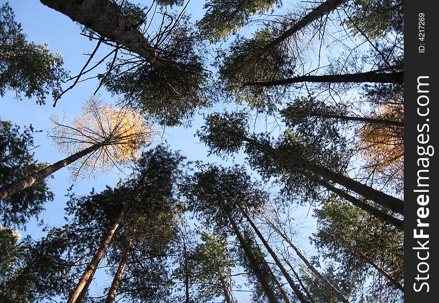 Pine and larch look from below. Pine and larch look from below