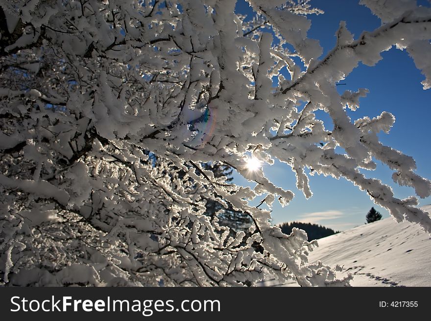 Branches of trees charged with snow. Branches of trees charged with snow