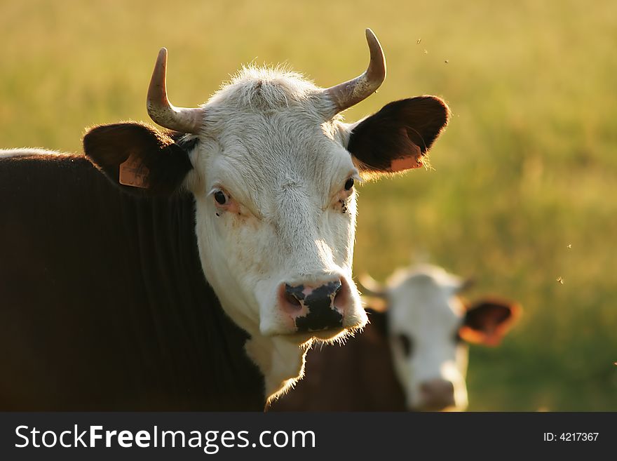 Portrait of a cow in the morning. Portrait of a cow in the morning