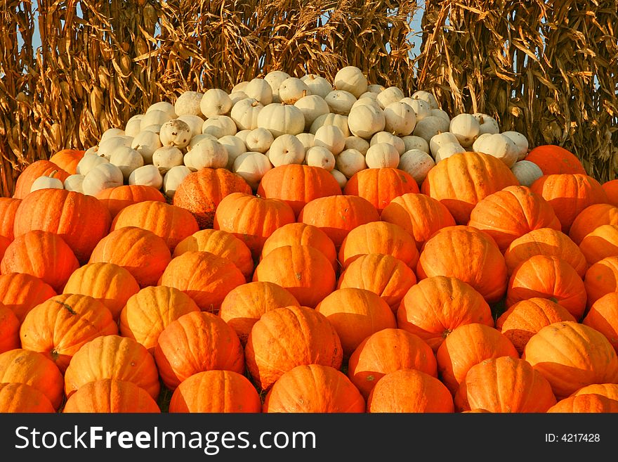 A mound of pumpkins ready to buy