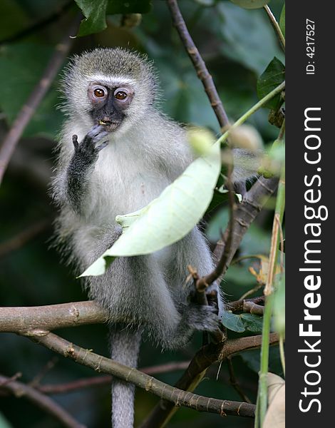 A shot of a Vervet Monkey in the wild