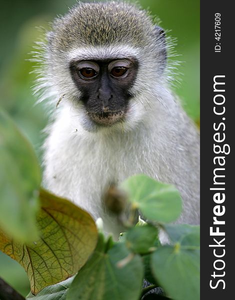 A shot of a Vervet Monkey in the wild