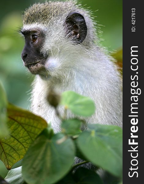 A shot of a Vervet Monkey in the wild