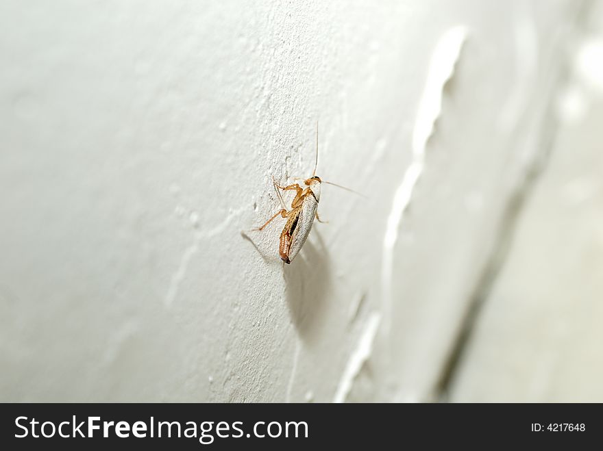 Living cockroach walking at the wall, disinsectization needed. Living cockroach walking at the wall, disinsectization needed.