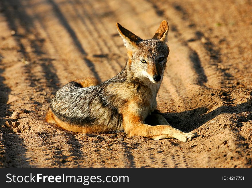 A shot of an African Jackal in the wild