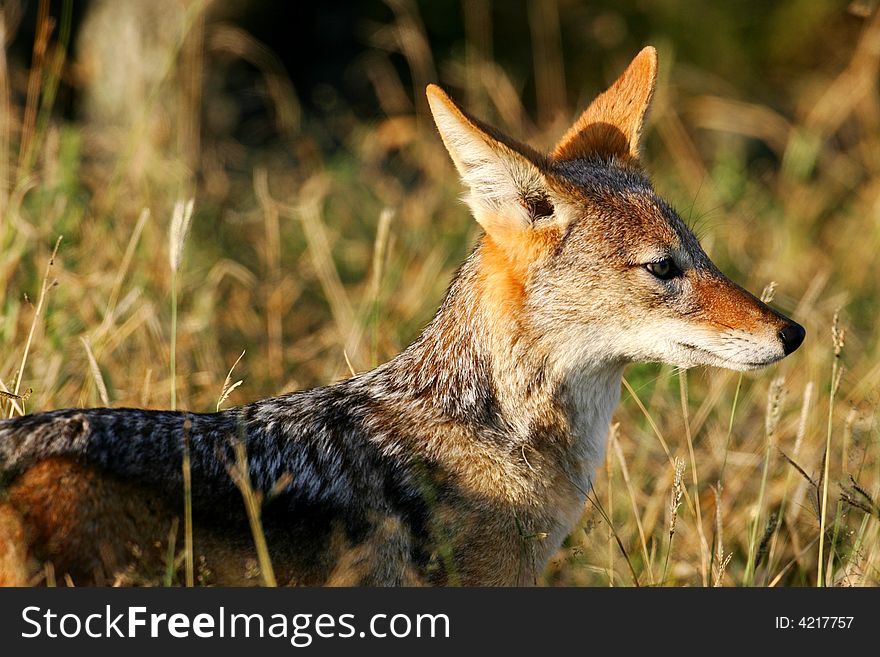 A shot of an African Jackal in the wild