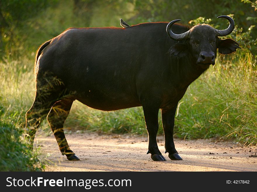 A shot of an African Buffalo in the wild