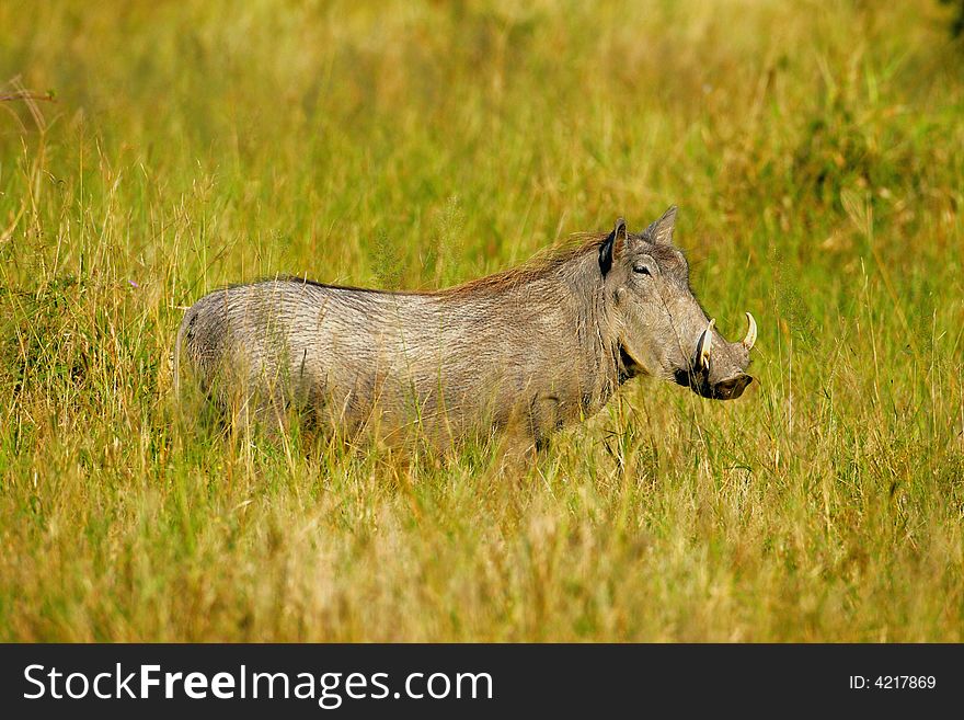 A shot of an African Warthog in the wild