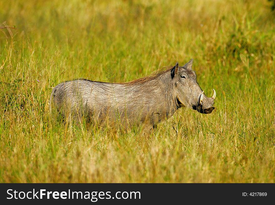 African Warthog