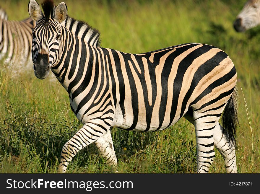A shot of an African Zebra in the wild