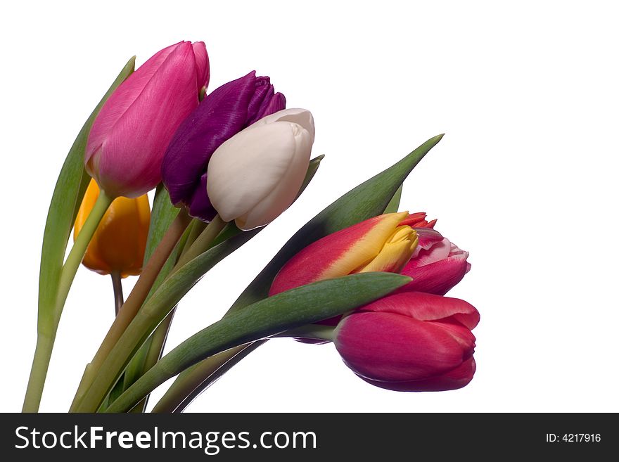 A bunch of colorful tulips on white