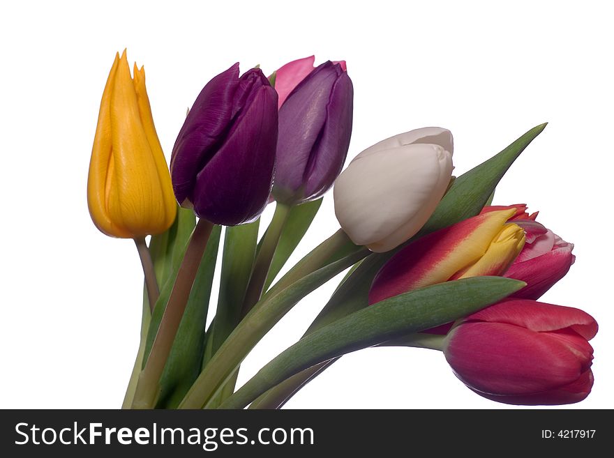 A bunch of colorful tulips on white. A bunch of colorful tulips on white