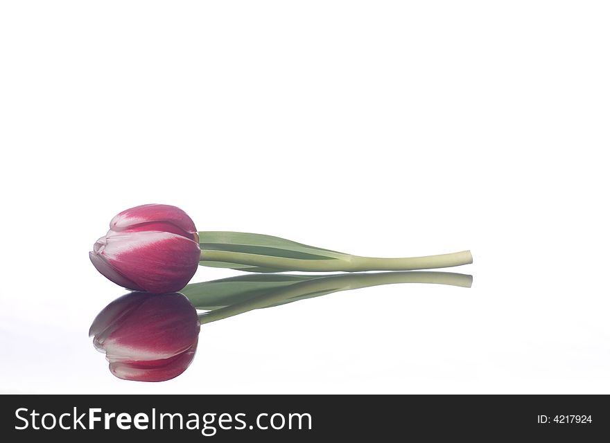 A red tulip and its reflection, on white. A red tulip and its reflection, on white