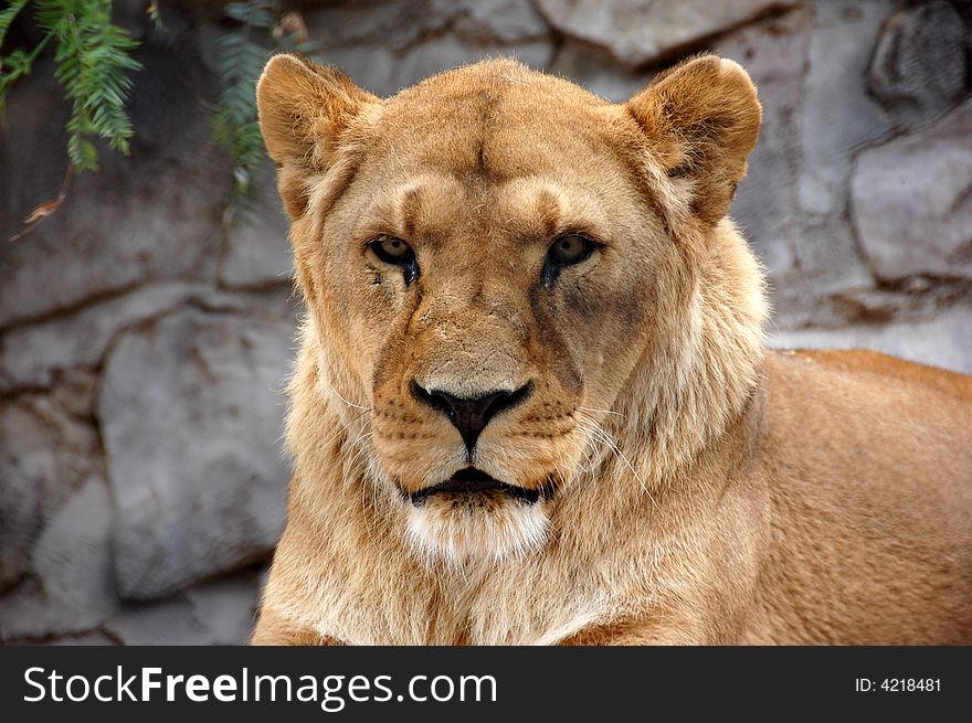A wonderful lion at Mendoza Zoo in Argentina