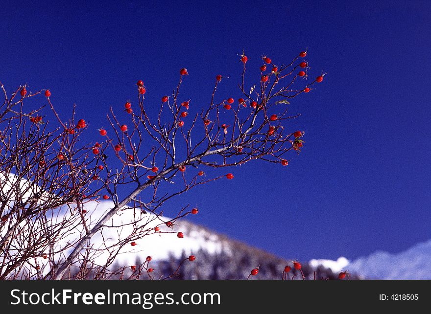 Red berries on a winter day