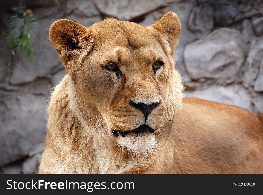 A wonderful lion at the Mendoza Zoo in Argentina