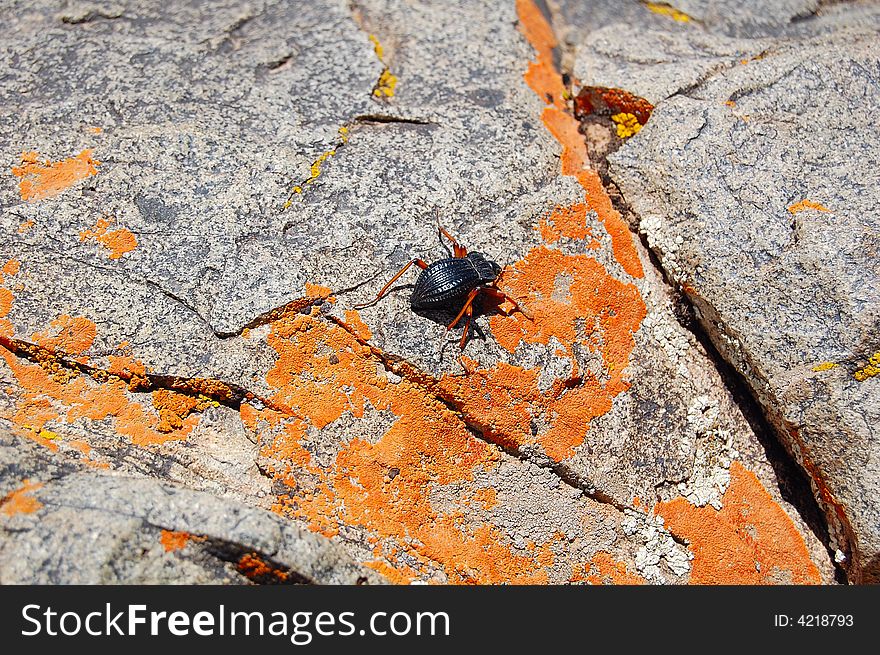 A beetle of some kind walking hard on a rock