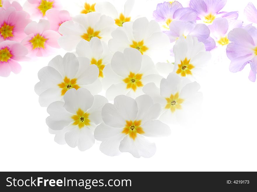 Primula flowers with different color