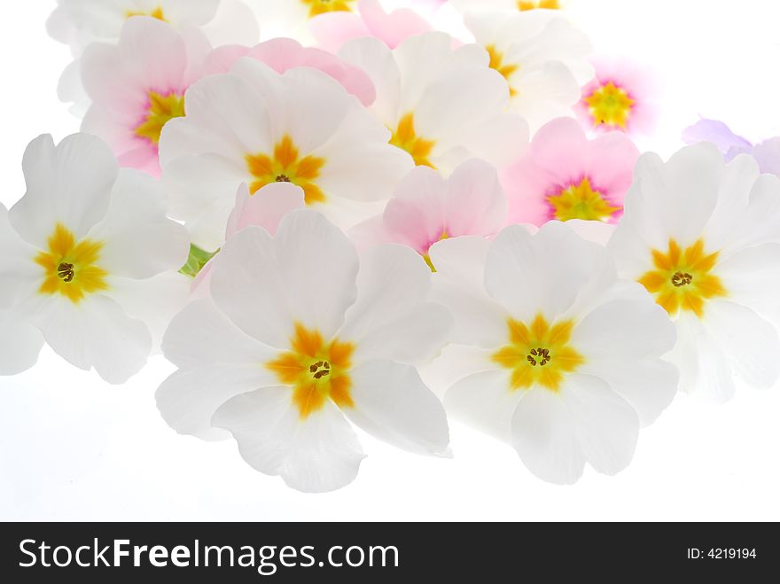 Bunch of white and pink flowers on white background. Bunch of white and pink flowers on white background