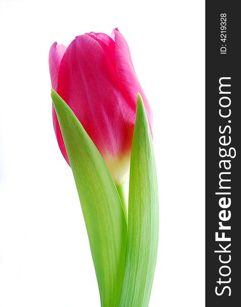 Pink tulip flower on white background. Pink tulip flower on white background