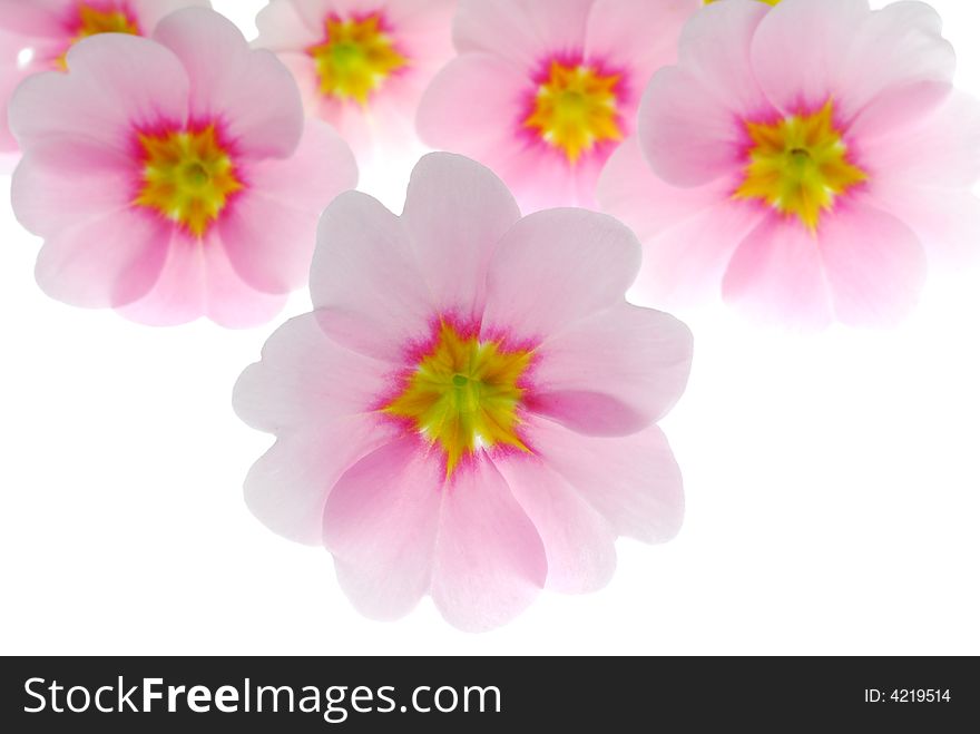 Pink primula flowers on white background. Pink primula flowers on white background